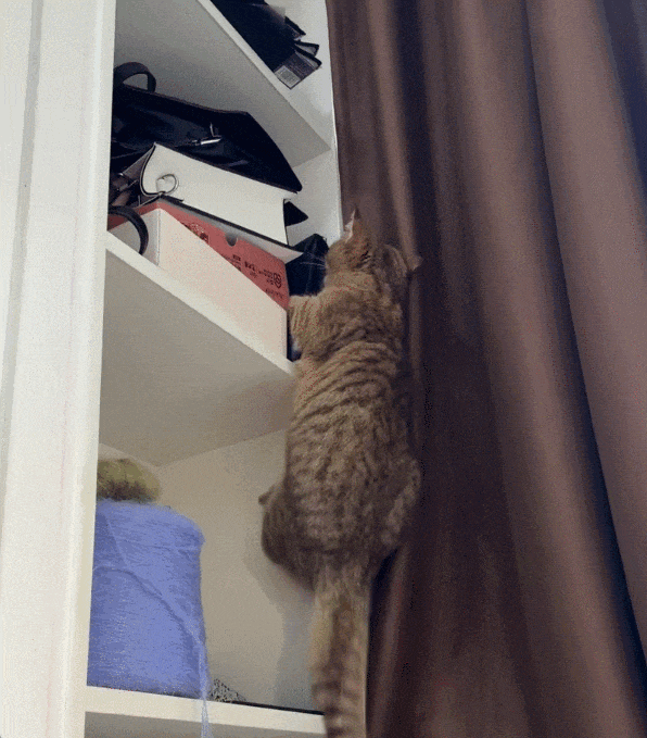 【宠物】小猫咪看一群人在挖地,它马上在旁边拉屎,咪:咪的天,人拉屎要挖那么大的坑吗?(组图) - 15