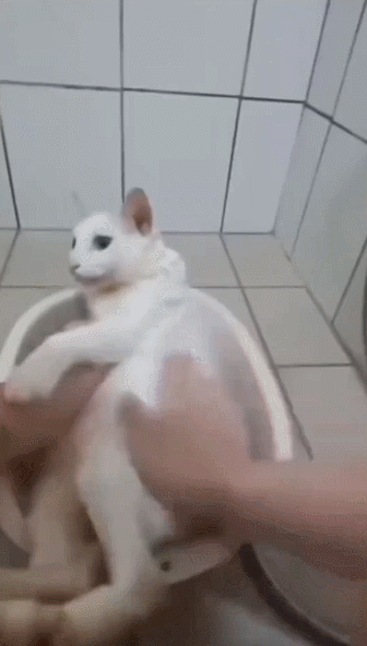 【宠物】小猫咪看一群人在挖地,它马上在旁边拉屎,咪:咪的天,人拉屎要挖那么大的坑吗?(组图) - 12