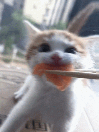 【宠物】小猫咪看一群人在挖地,它马上在旁边拉屎,咪:咪的天,人拉屎要挖那么大的坑吗?(组图) - 1