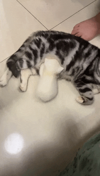 【宠物】小猫咪看一群人在挖地,它马上在旁边拉屎,咪:咪的天,人拉屎要挖那么大的坑吗?(组图) - 7