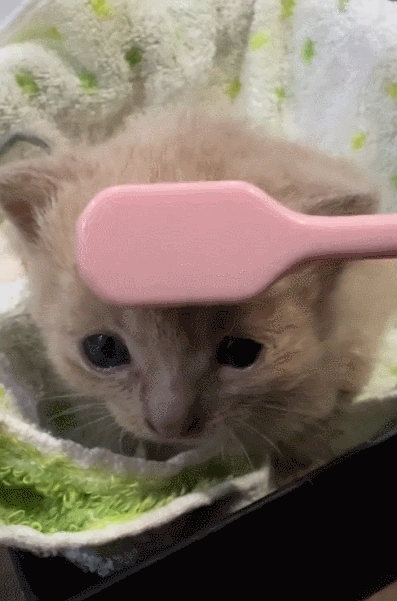 【宠物】小猫咪看一群人在挖地,它马上在旁边拉屎,咪:咪的天,人拉屎要挖那么大的坑吗?(组图) - 9