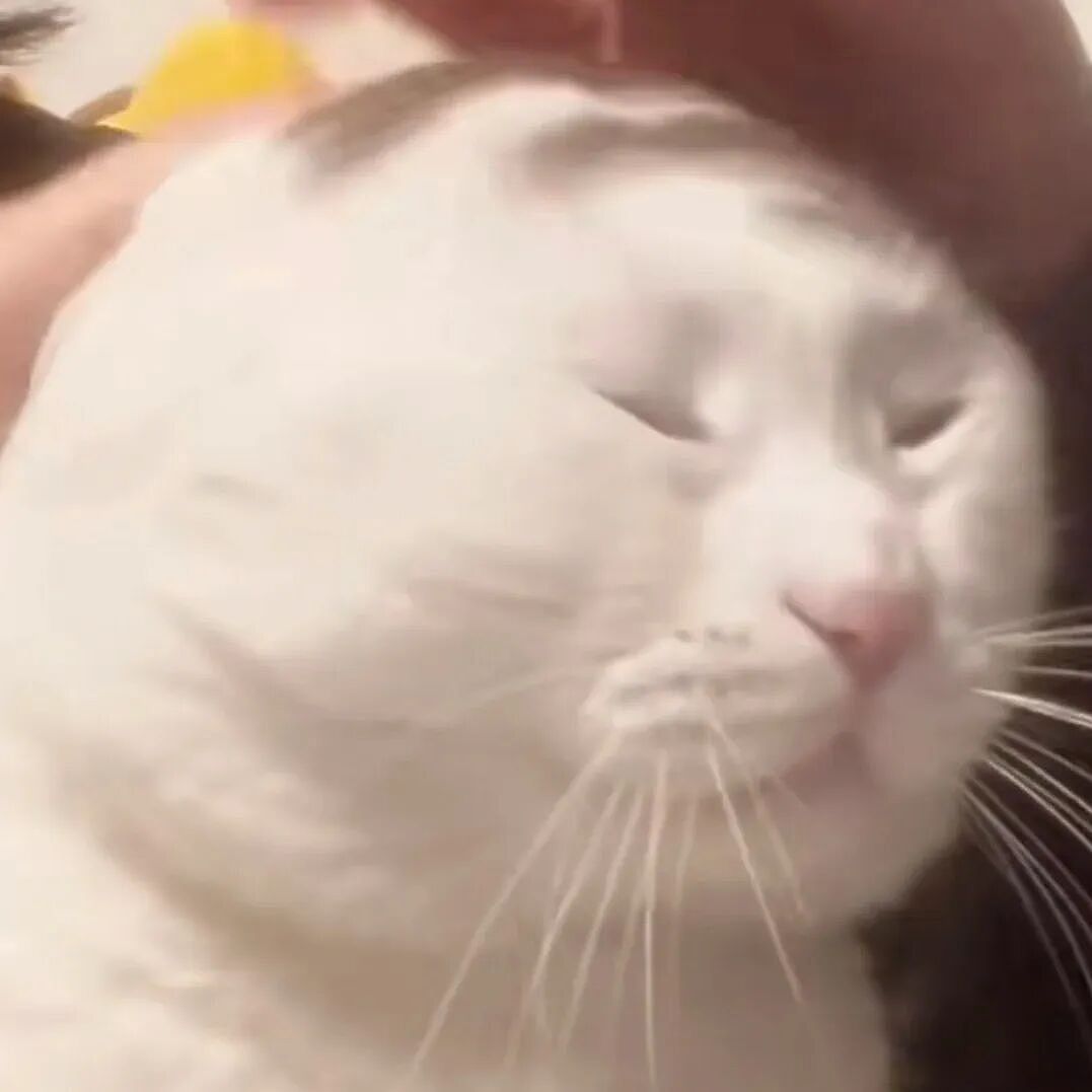 【宠物】小猫咪看一群人在挖地,它马上在旁边拉屎,咪:咪的天,人拉屎要挖那么大的坑吗?(组图) - 3