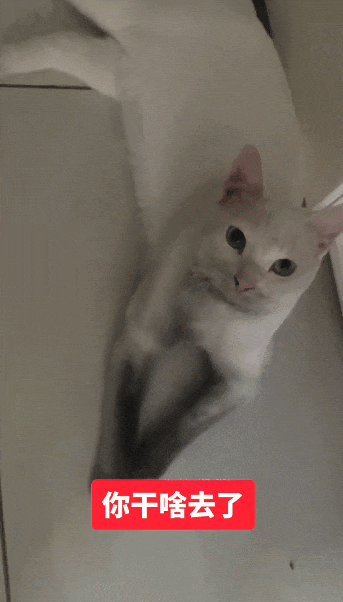 【宠物】小猫咪看一群人在挖地,它马上在旁边拉屎,咪:咪的天,人拉屎要挖那么大的坑吗?(组图) - 4
