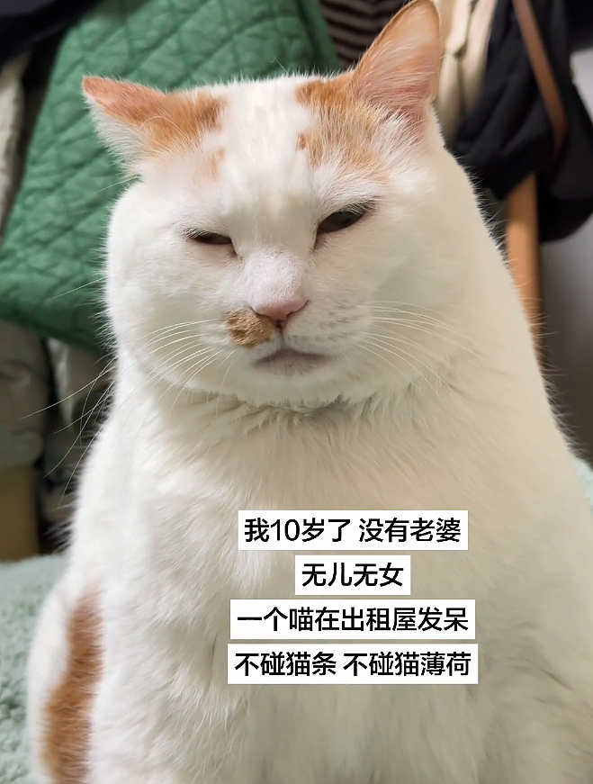 【宠物】小猫咪看一群人在挖地,它马上在旁边拉屎,咪:咪的天,人拉屎要挖那么大的坑吗?(组图) - 18