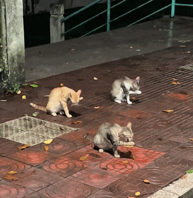 【宠物】小猫咪看一群人在挖地,它马上在旁边拉屎,咪:咪的天,人拉屎要挖那么大的坑吗?(组图) - 14