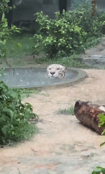 【宠物】小猫咪看一群人在挖地,它马上在旁边拉屎,咪:咪的天,人拉屎要挖那么大的坑吗?(组图) - 5