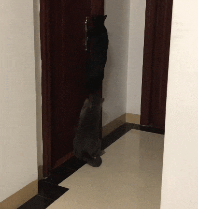 【宠物】小猫咪看一群人在挖地,它马上在旁边拉屎,咪:咪的天,人拉屎要挖那么大的坑吗?(组图) - 16
