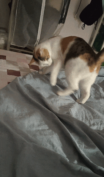 【宠物】小猫咪看一群人在挖地,它马上在旁边拉屎,咪:咪的天,人拉屎要挖那么大的坑吗?(组图) - 13
