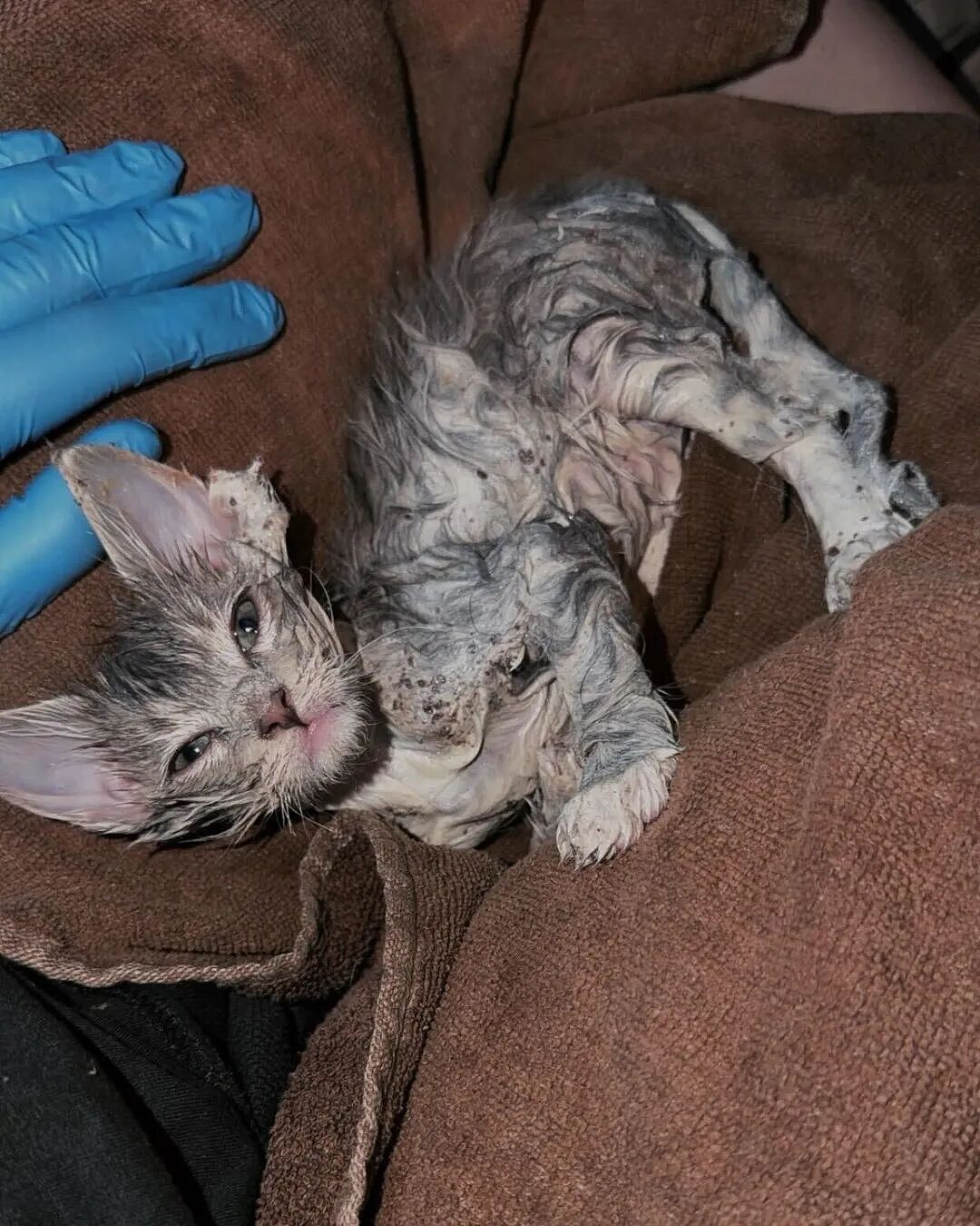 小猫掉进胶水桶,危险又狼狈…得救后:太可爱啦!(组图) - 4