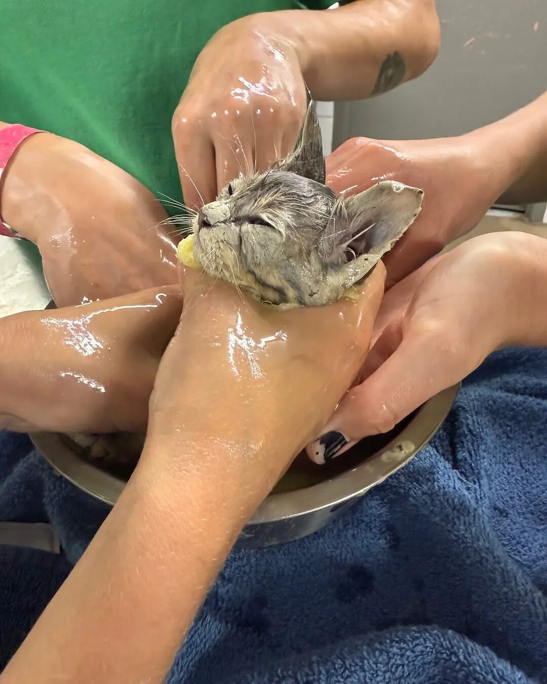 小猫掉进胶水桶,危险又狼狈…得救后:太可爱啦!(组图) - 3