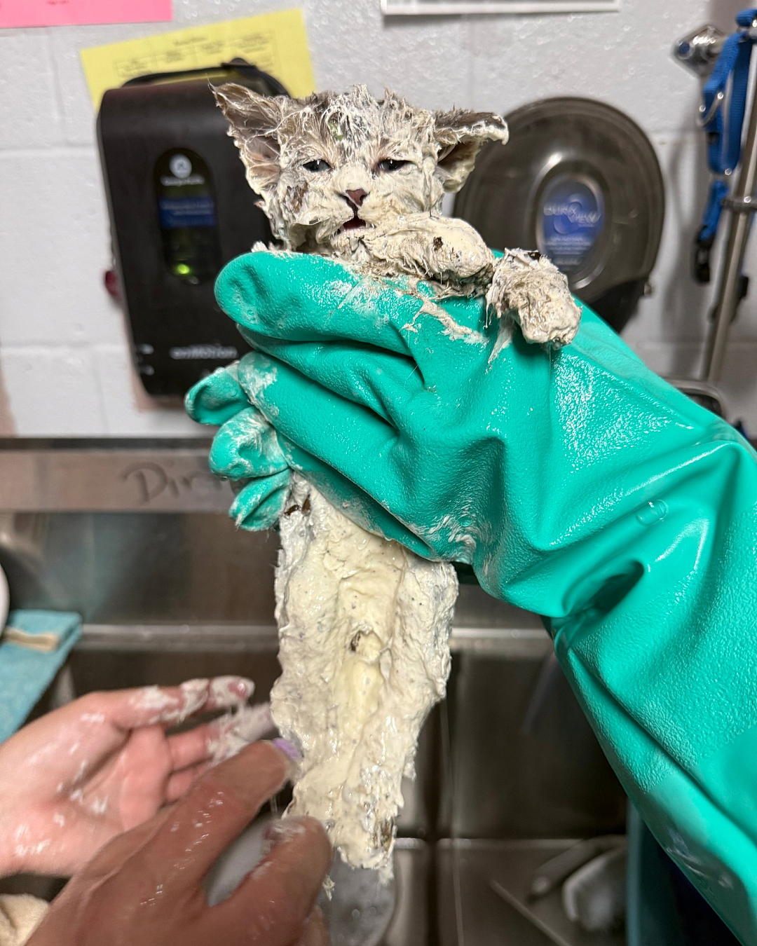 小猫掉进胶水桶,危险又狼狈…得救后:太可爱啦!(组图) - 1