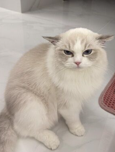 漂亮小猫洗完耳朵变地中海…网友:看得出很气了!(组图) - 3