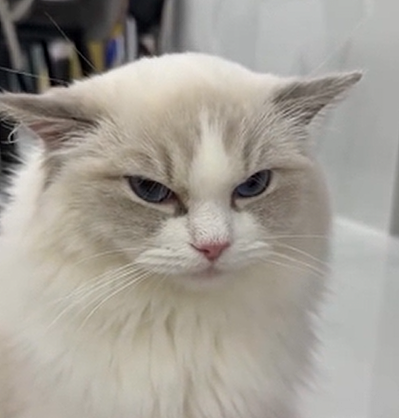 漂亮小猫洗完耳朵变地中海…网友:看得出很气了!(组图) - 5