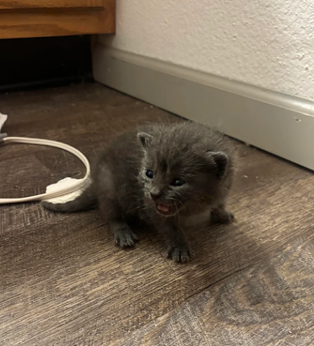 “出门遛弯,我家猫给我捡了个猫!”(组图) - 3