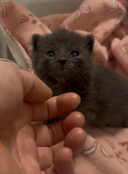 “出门遛弯,我家猫给我捡了个猫!”(组图) - 2