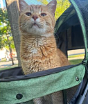 “出门遛弯，我家猫给我捡了个猫！”（组图）