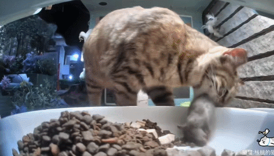 【宠物】妹子发帖说亏欠小猫,猫瘦得比筷子还细了!网友心疼地点开图片,满脸不解:是这个插4根筷子的冬瓜吗?(组图) - 7