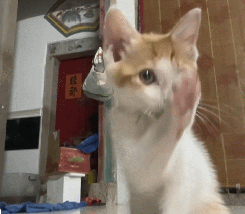【宠物】妹子发帖说亏欠小猫,猫瘦得比筷子还细了!网友心疼地点开图片,满脸不解:是这个插4根筷子的冬瓜吗?(组图) - 33