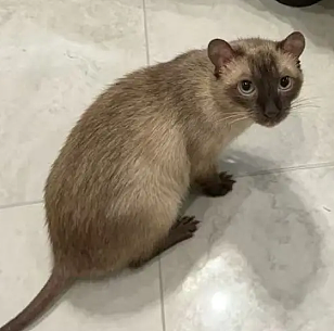 【宠物】妹子发帖说亏欠小猫,猫瘦得比筷子还细了!网友心疼地点开图片,满脸不解:是这个插4根筷子的冬瓜吗?(组图) - 31