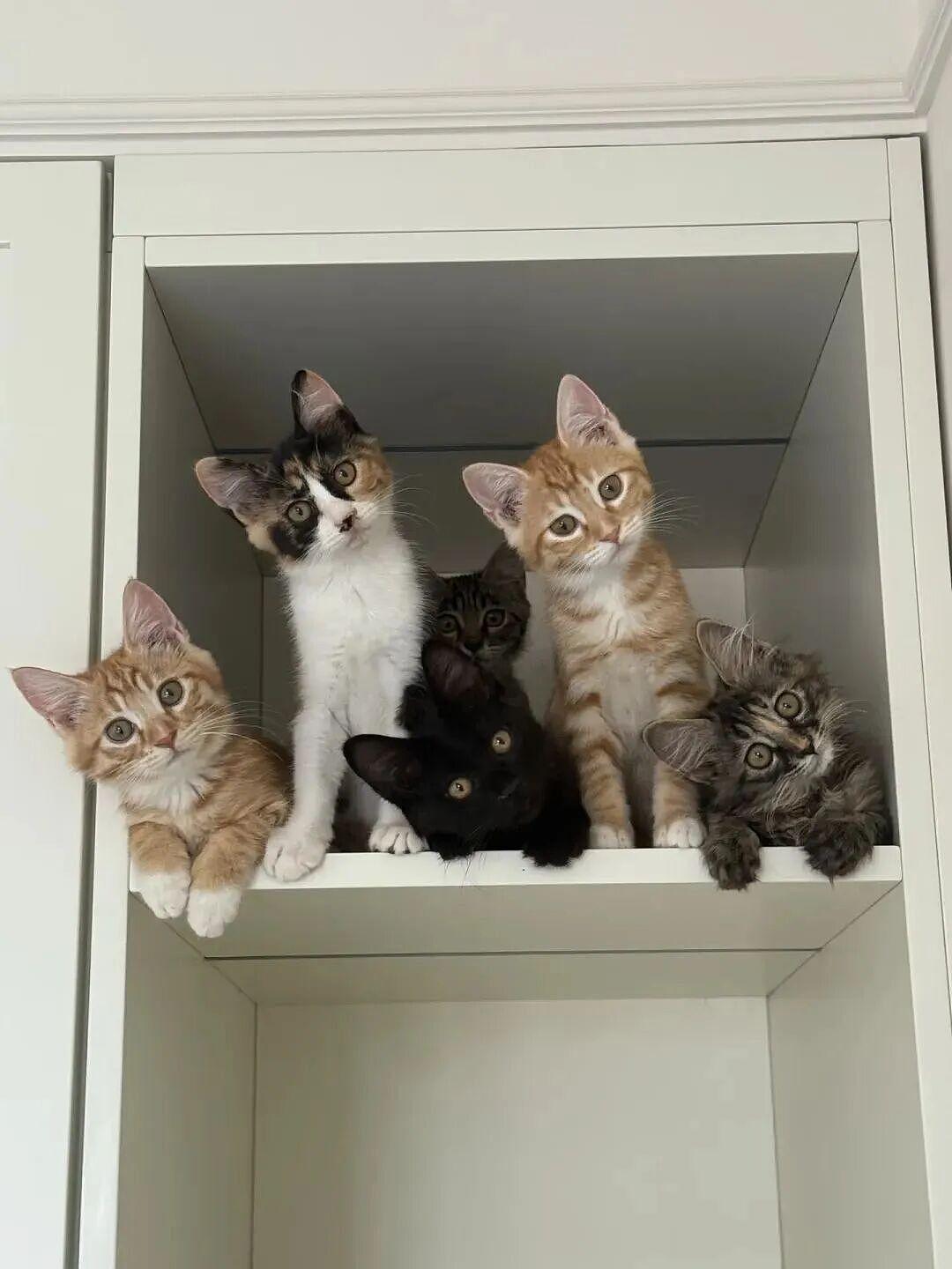 【宠物】妹子发帖说亏欠小猫,猫瘦得比筷子还细了!网友心疼地点开图片,满脸不解:是这个插4根筷子的冬瓜吗?(组图) - 5