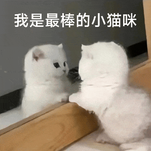 【宠物】妹子发帖说亏欠小猫,猫瘦得比筷子还细了!网友心疼地点开图片,满脸不解:是这个插4根筷子的冬瓜吗?(组图) - 1