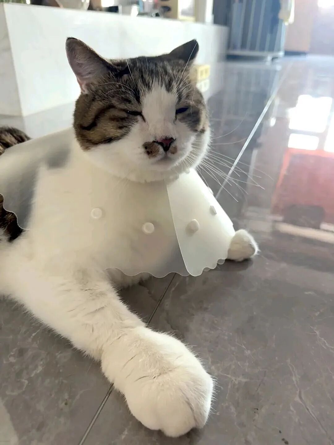 【宠物】妹子发帖说亏欠小猫,猫瘦得比筷子还细了!网友心疼地点开图片,满脸不解:是这个插4根筷子的冬瓜吗?(组图) - 29