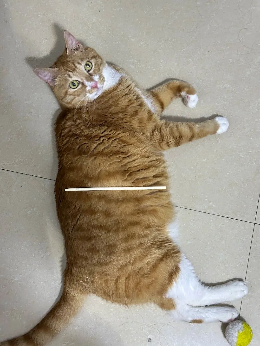 【宠物】妹子发帖说亏欠小猫,猫瘦得比筷子还细了!网友心疼地点开图片,满脸不解:是这个插4根筷子的冬瓜吗?(组图) - 9