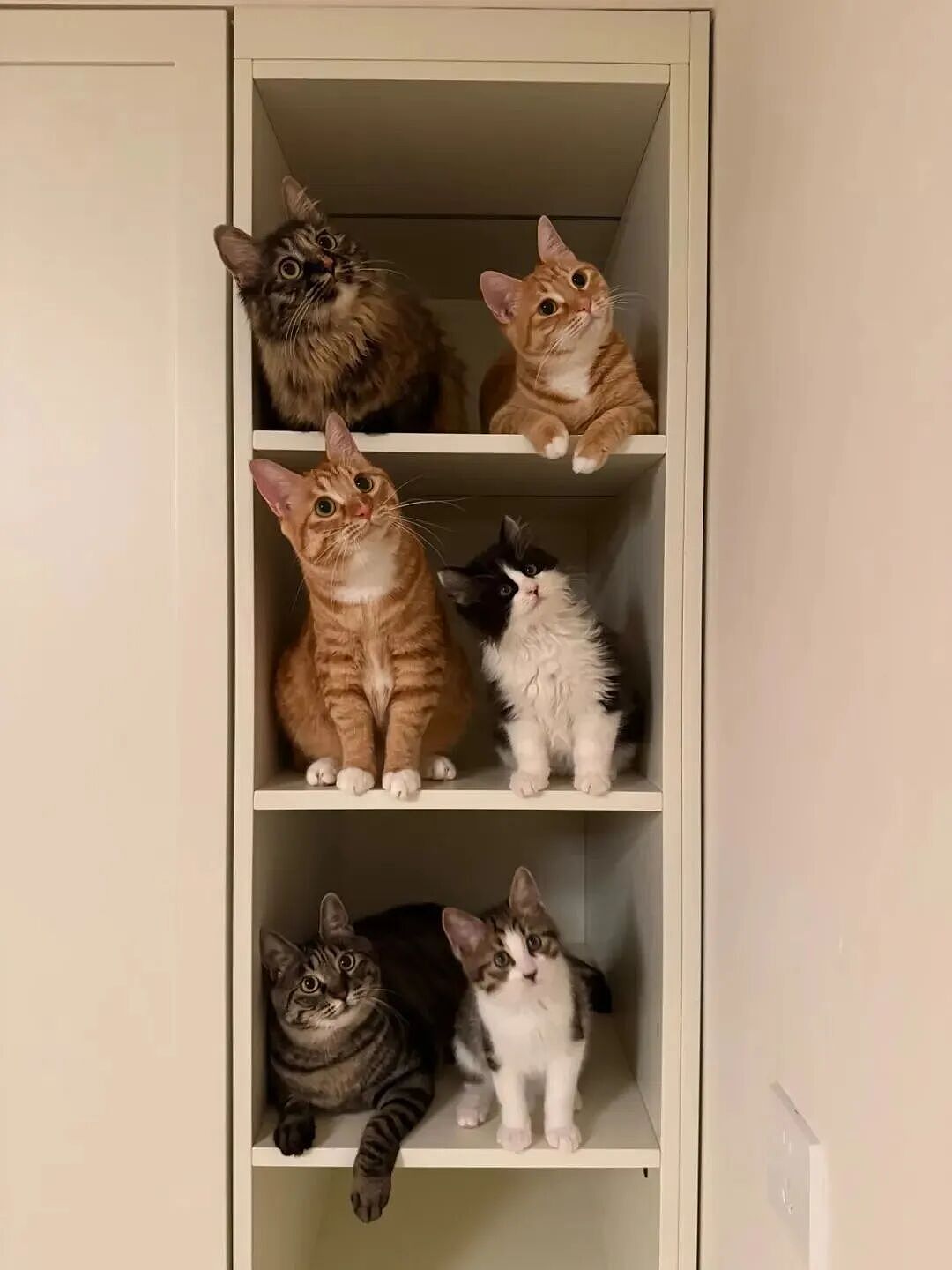 【宠物】妹子发帖说亏欠小猫,猫瘦得比筷子还细了!网友心疼地点开图片,满脸不解:是这个插4根筷子的冬瓜吗?(组图) - 6
