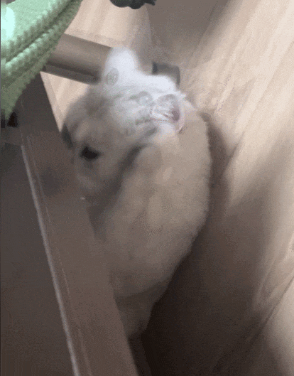 【宠物】妹子发帖说亏欠小猫,猫瘦得比筷子还细了!网友心疼地点开图片,满脸不解:是这个插4根筷子的冬瓜吗?(组图) - 3