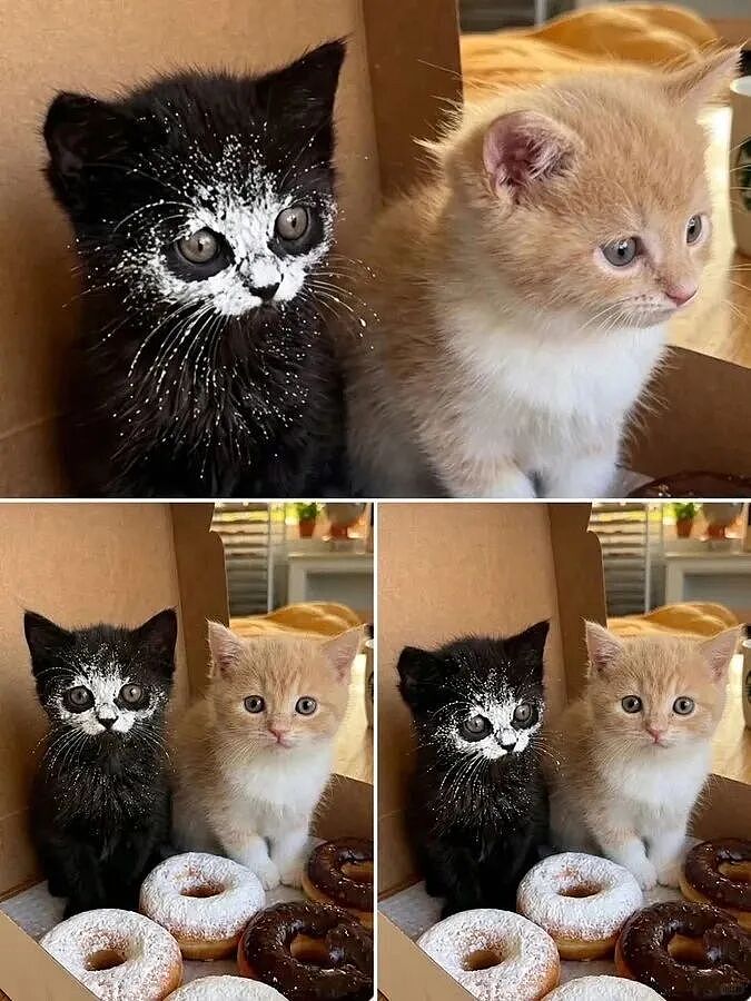 【宠物】妹子发帖说亏欠小猫,猫瘦得比筷子还细了!网友心疼地点开图片,满脸不解:是这个插4根筷子的冬瓜吗?(组图) - 2