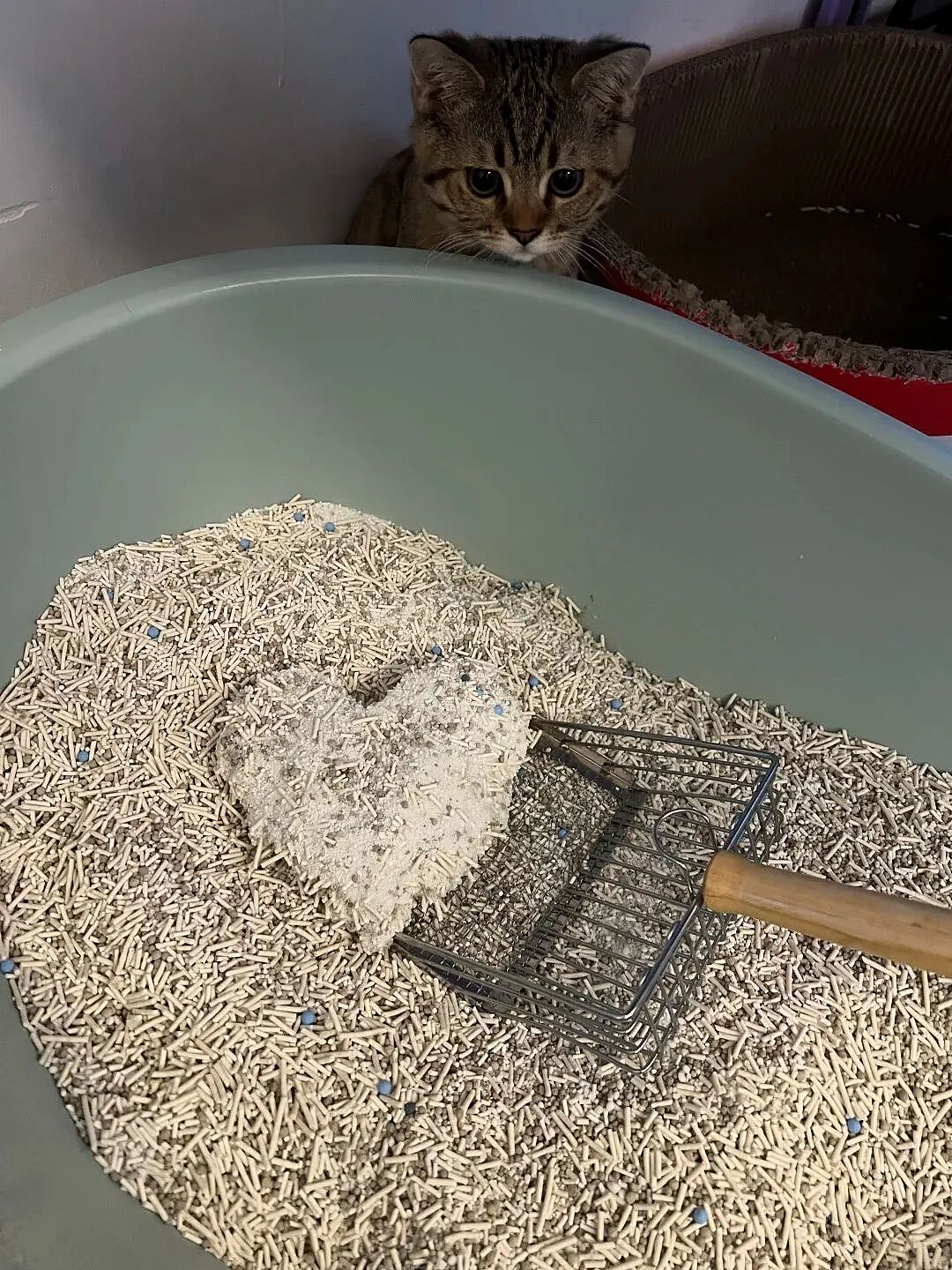【宠物】妹子发帖说亏欠小猫,猫瘦得比筷子还细了!网友心疼地点开图片,满脸不解:是这个插4根筷子的冬瓜吗?(组图) - 19