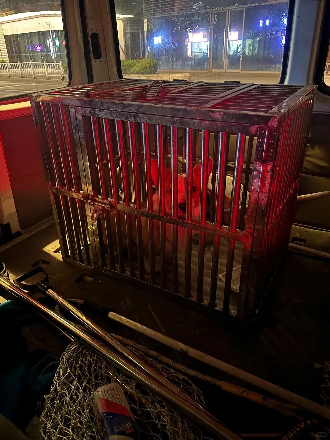 【宠物】妹子发帖说亏欠小猫,猫瘦得比筷子还细了!网友心疼地点开图片,满脸不解:是这个插4根筷子的冬瓜吗?(组图) - 15