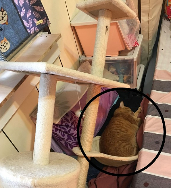 【宠物】妹子发帖说亏欠小猫,猫瘦得比筷子还细了!网友心疼地点开图片,满脸不解:是这个插4根筷子的冬瓜吗?(组图) - 27