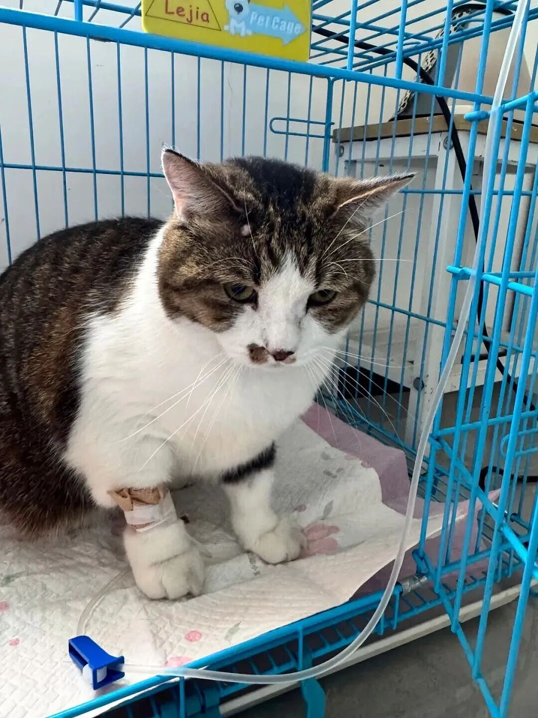 【宠物】妹子发帖说亏欠小猫,猫瘦得比筷子还细了!网友心疼地点开图片,满脸不解:是这个插4根筷子的冬瓜吗?(组图) - 28
