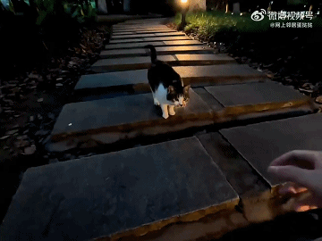 【宠物】妹子发帖说亏欠小猫,猫瘦得比筷子还细了!网友心疼地点开图片,满脸不解:是这个插4根筷子的冬瓜吗?(组图) - 32