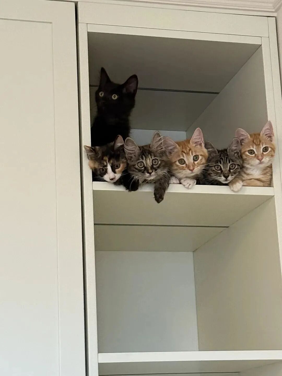 【宠物】妹子发帖说亏欠小猫,猫瘦得比筷子还细了!网友心疼地点开图片,满脸不解:是这个插4根筷子的冬瓜吗?(组图) - 4