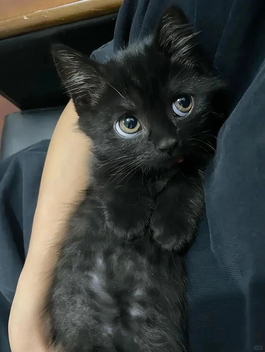 【宠物】妹子发帖说亏欠小猫,猫瘦得比筷子还细了!网友心疼地点开图片,满脸不解:是这个插4根筷子的冬瓜吗?(组图) - 18