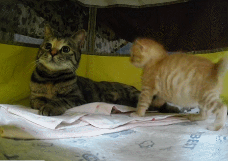 【宠物】妹子发帖说亏欠小猫,猫瘦得比筷子还细了!网友心疼地点开图片,满脸不解:是这个插4根筷子的冬瓜吗?(组图) - 23