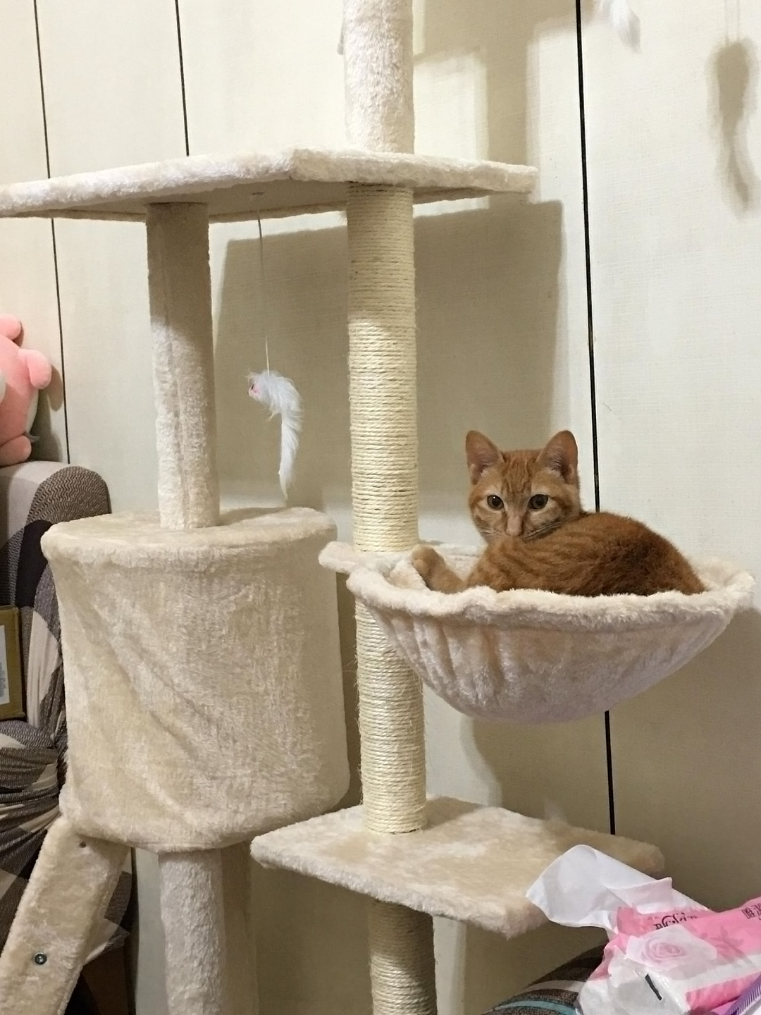 【宠物】妹子发帖说亏欠小猫,猫瘦得比筷子还细了!网友心疼地点开图片,满脸不解:是这个插4根筷子的冬瓜吗?(组图) - 24