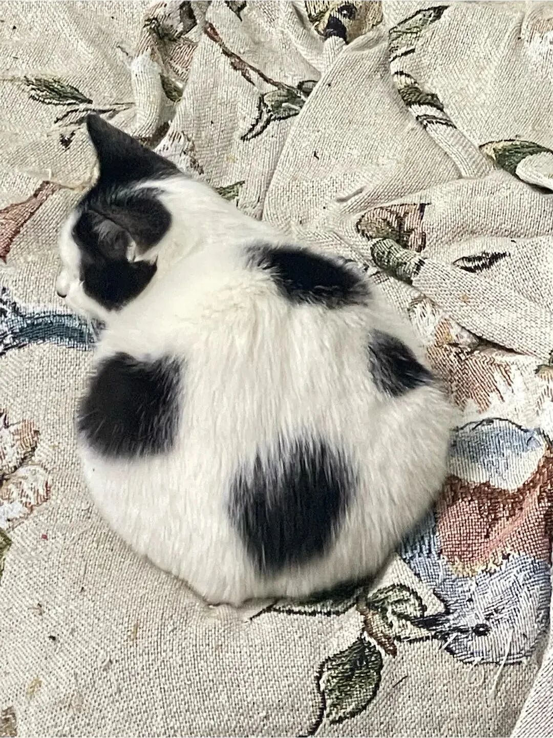 【宠物】妹子发帖说亏欠小猫,猫瘦得比筷子还细了!网友心疼地点开图片,满脸不解:是这个插4根筷子的冬瓜吗?(组图) - 35