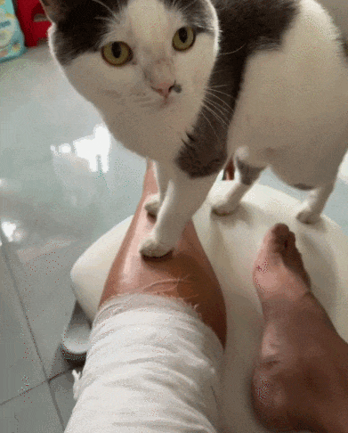 【宠物】妹子发帖说亏欠小猫,猫瘦得比筷子还细了!网友心疼地点开图片,满脸不解:是这个插4根筷子的冬瓜吗?(组图) - 20
