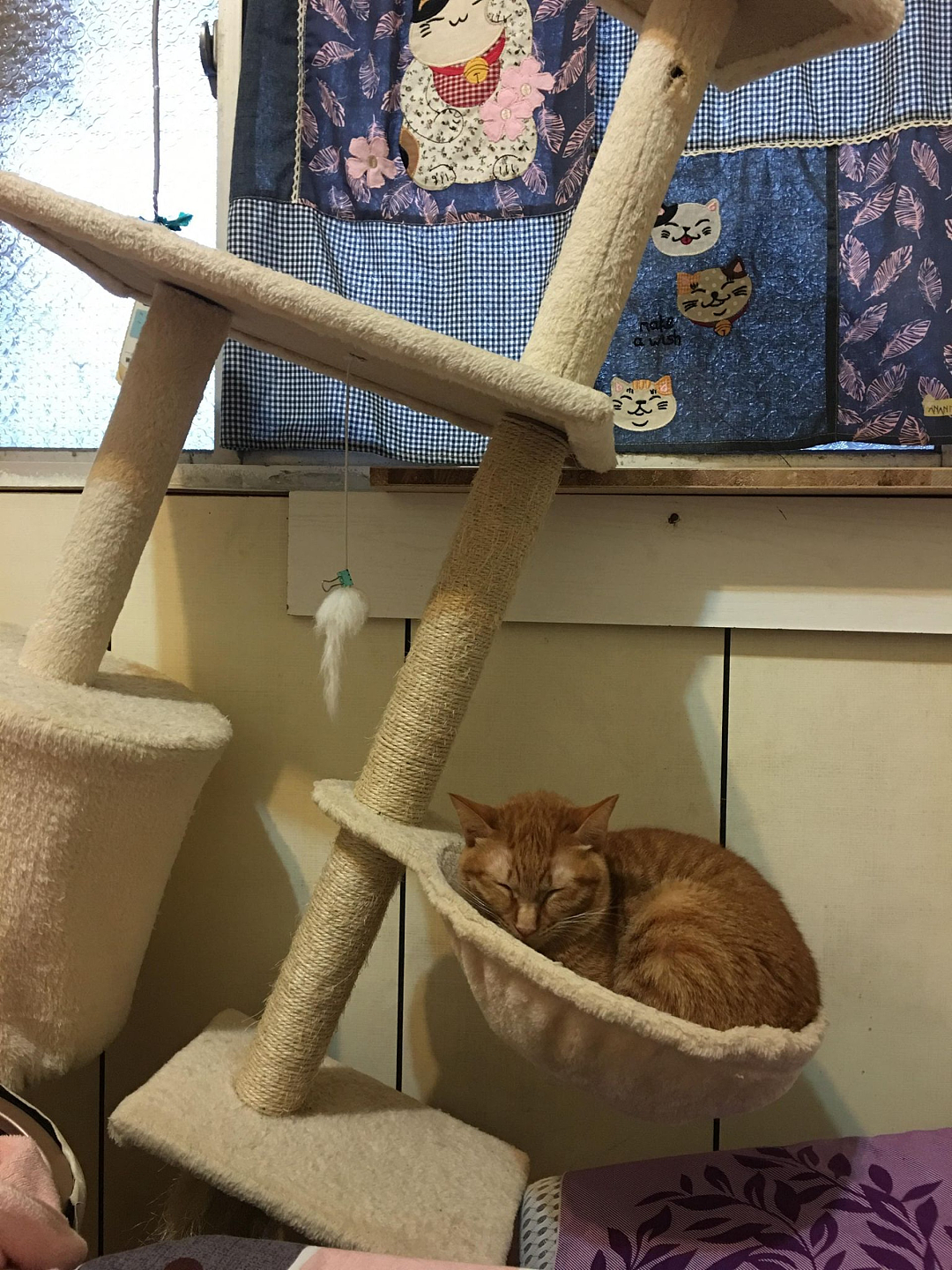 【宠物】妹子发帖说亏欠小猫,猫瘦得比筷子还细了!网友心疼地点开图片,满脸不解:是这个插4根筷子的冬瓜吗?(组图) - 25