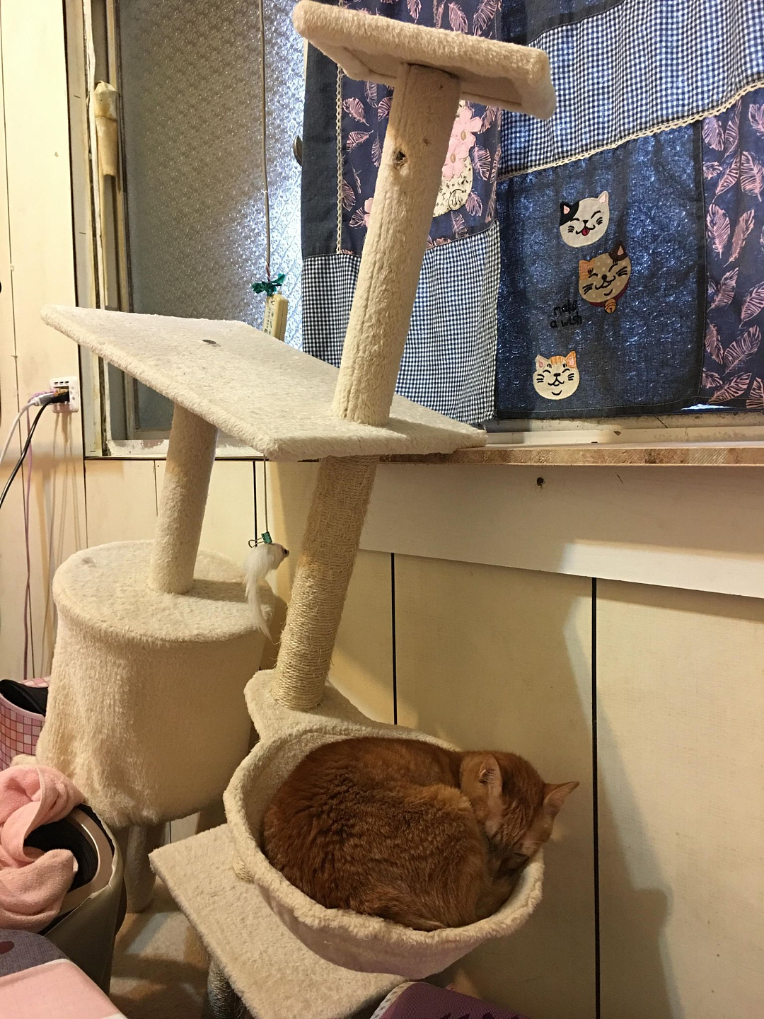 【宠物】妹子发帖说亏欠小猫,猫瘦得比筷子还细了!网友心疼地点开图片,满脸不解:是这个插4根筷子的冬瓜吗?(组图) - 26