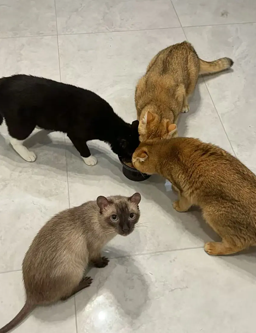 【宠物】妹子发帖说亏欠小猫,猫瘦得比筷子还细了!网友心疼地点开图片,满脸不解:是这个插4根筷子的冬瓜吗?(组图) - 30