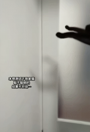 【宠物】妹子发帖说亏欠小猫,猫瘦得比筷子还细了!网友心疼地点开图片,满脸不解:是这个插4根筷子的冬瓜吗?(组图) - 17