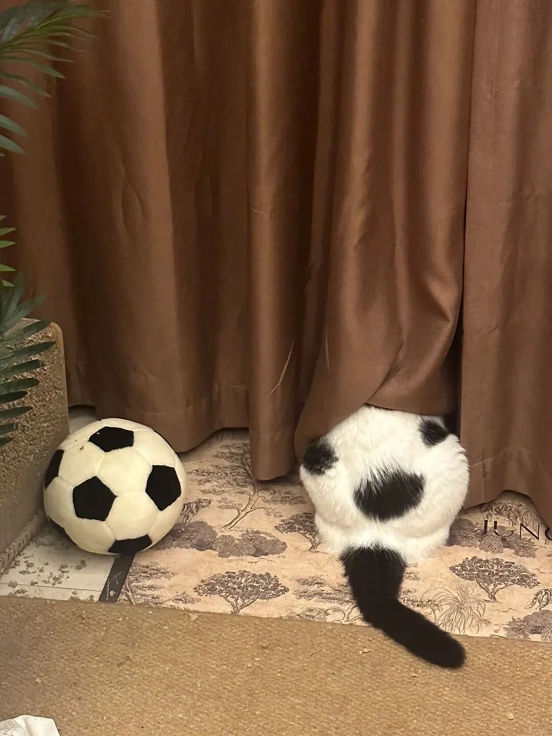 【宠物】妹子发帖说亏欠小猫,猫瘦得比筷子还细了!网友心疼地点开图片,满脸不解:是这个插4根筷子的冬瓜吗?(组图) - 34