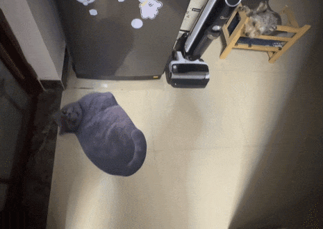 【宠物】妹子发帖说亏欠小猫,猫瘦得比筷子还细了!网友心疼地点开图片,满脸不解:是这个插4根筷子的冬瓜吗?(组图) - 22