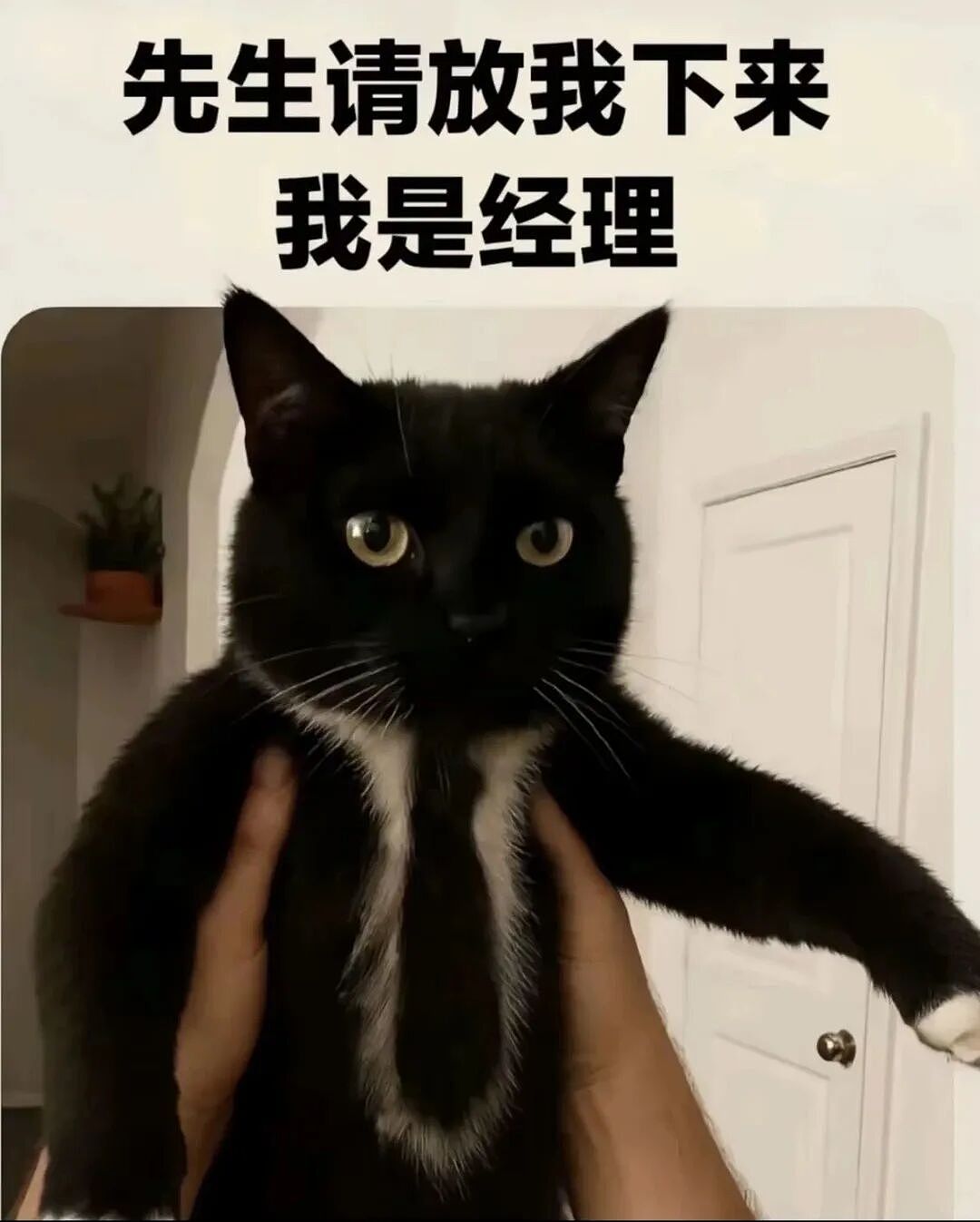 【宠物】妹子发帖说亏欠小猫,猫瘦得比筷子还细了!网友心疼地点开图片,满脸不解:是这个插4根筷子的冬瓜吗?(组图) - 13