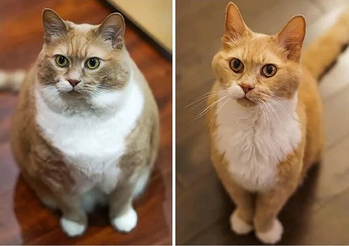 【宠物】监控拍下有意思的一幕，瘦猫多次阻拦胖猫吃饭，像帮它减肥，结果主人说出真实原因，笑喷网友哈哈哈（组图） - 12