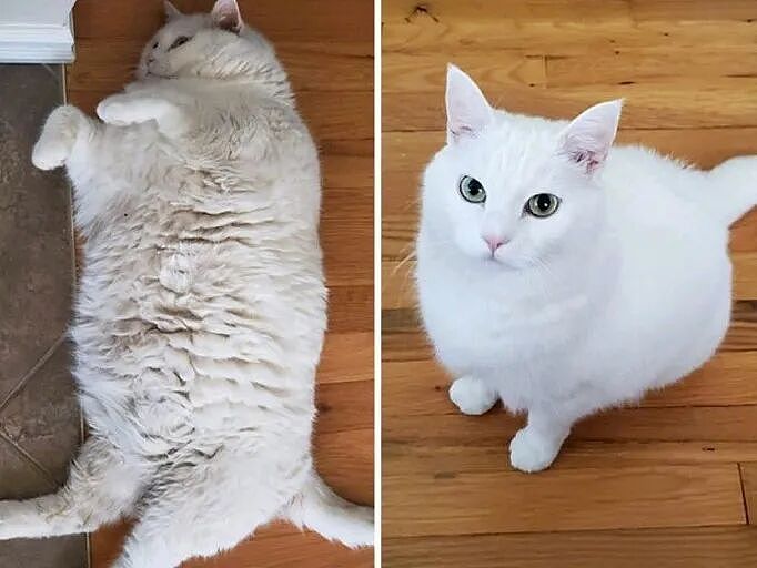 【宠物】监控拍下有意思的一幕，瘦猫多次阻拦胖猫吃饭，像帮它减肥，结果主人说出真实原因，笑喷网友哈哈哈（组图） - 13